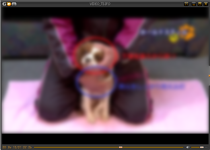 藤井聡さんの犬のしつけDVD ホールドスティール画像