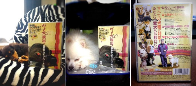 藤井聡さんの犬のしつけDVD 商品画像