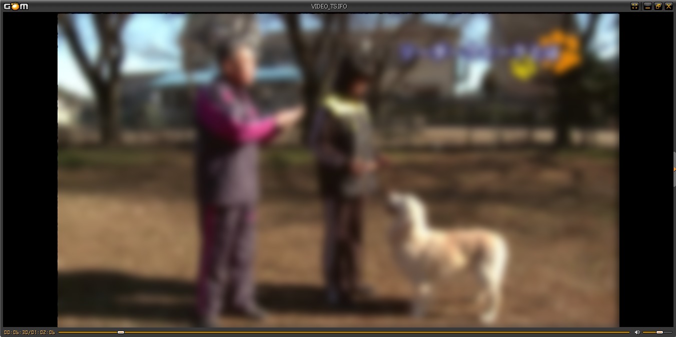 藤井聡さんの犬のしつけDVD リーダーウォーク画像